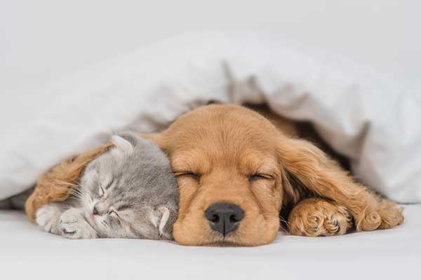 Produits vétérinaires